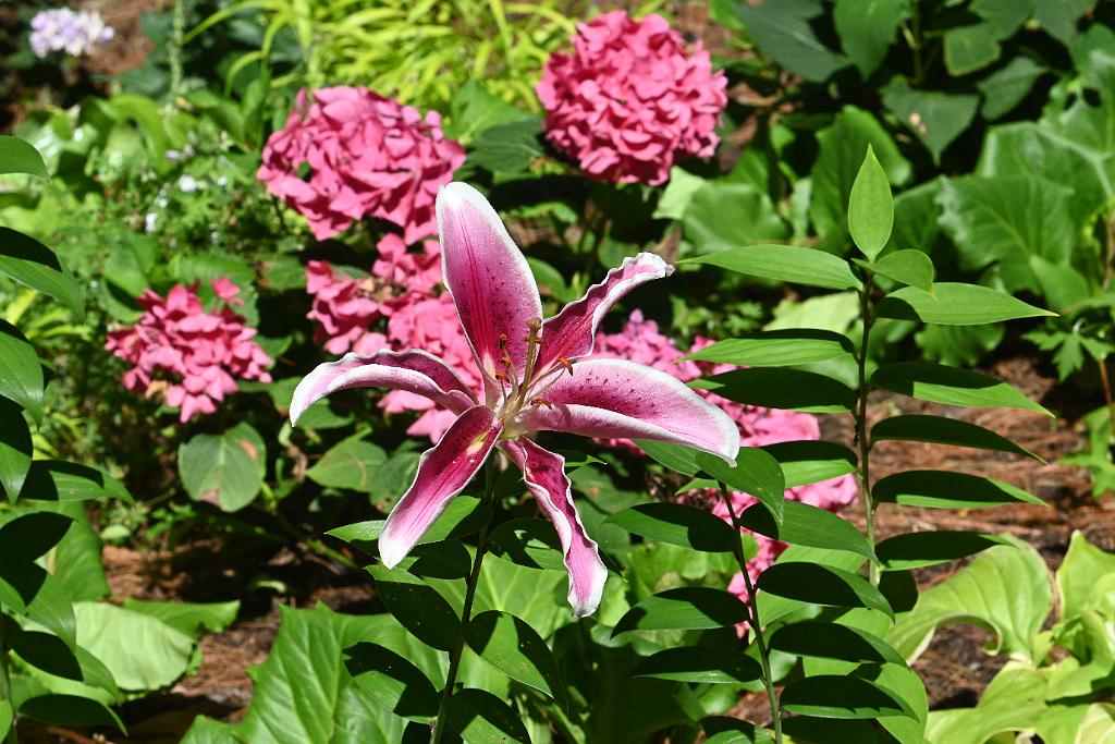 2025-07199767 Tower Hill Botanic Garden, MA.JPG - Lily. New England Botanic Garden at Tower Hill, MA, 7-19-2025